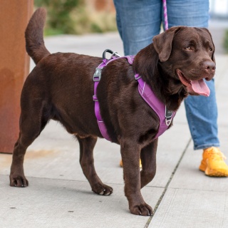 DOG Copenhagen Comfort Walk Pro Harness